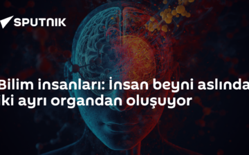 beynin iki sistemi