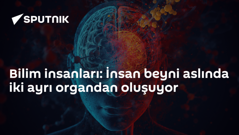 beynin iki sistemi